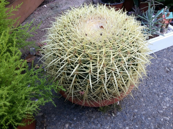 the cactus