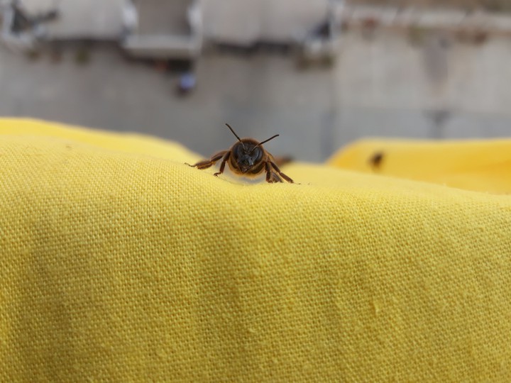 Dangerous INDIAN BEE ??