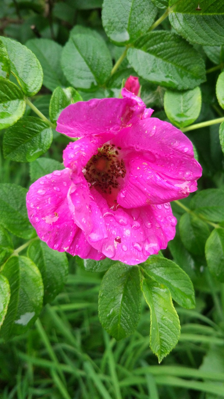flower after rain