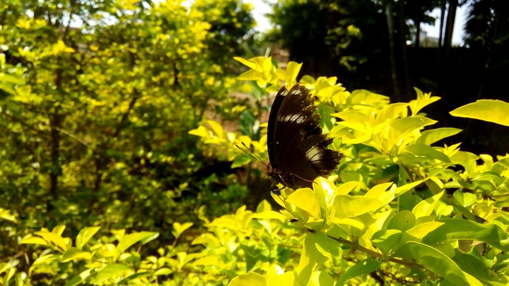 Live like Butterfly!!!
