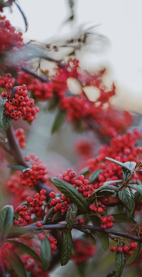 Berry