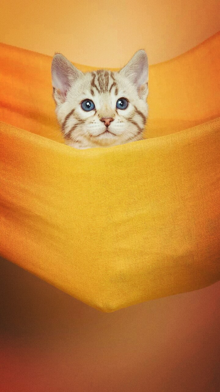 kitten