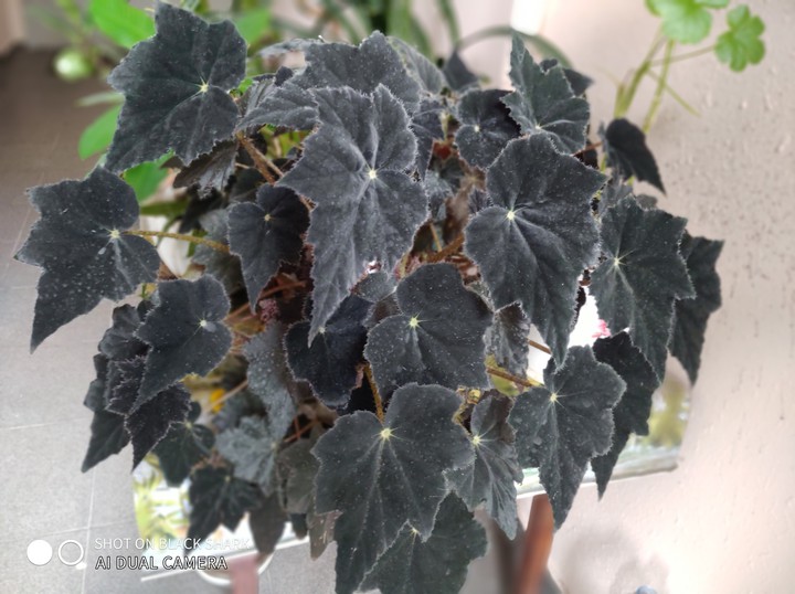 what are these flowers?