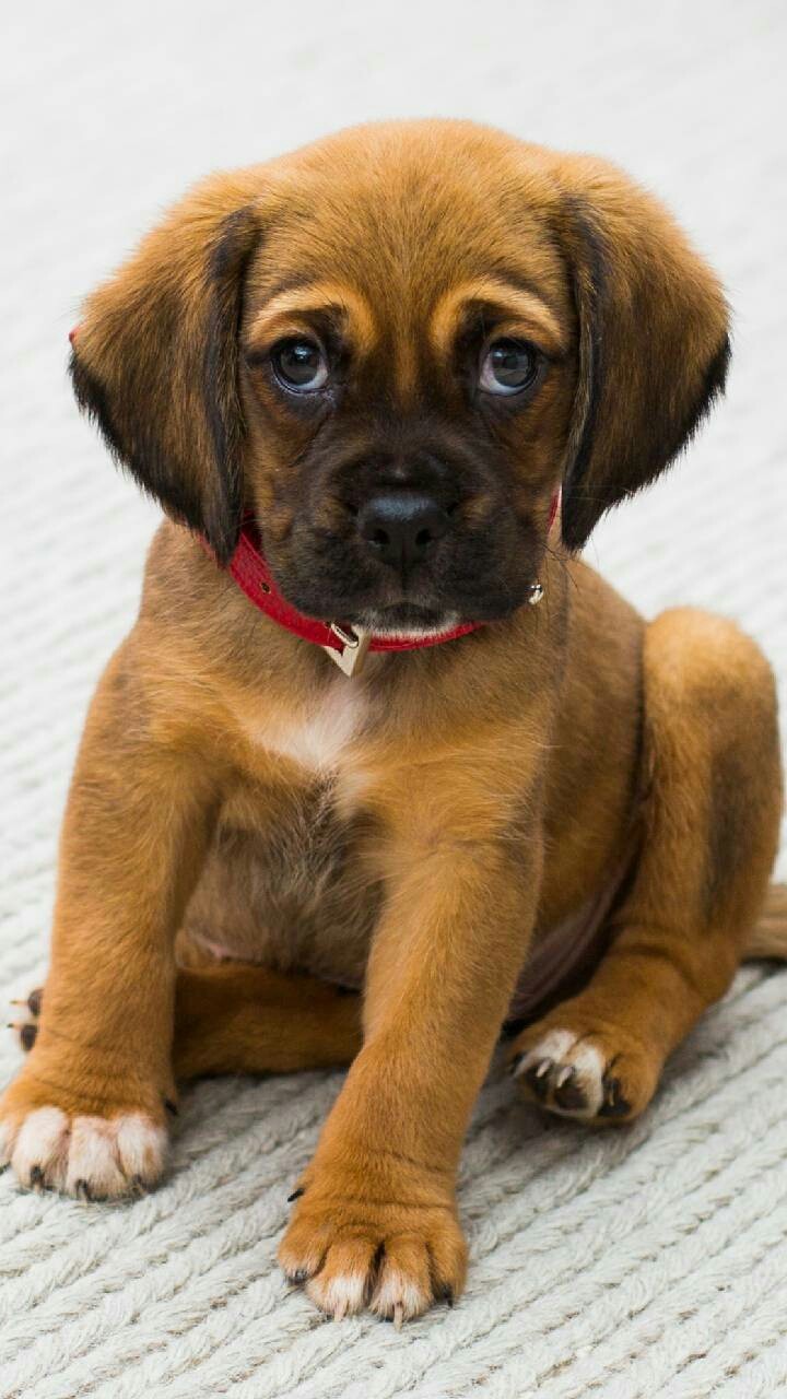 cute puppy...❤❤