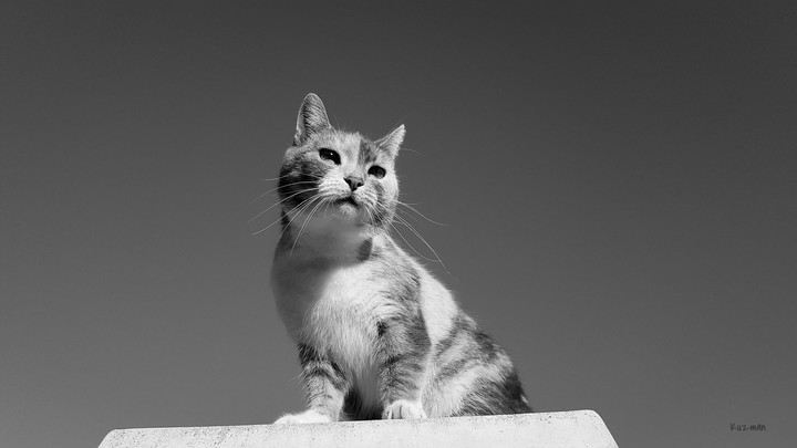 The look