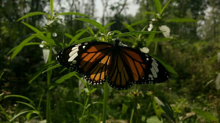 butterfly