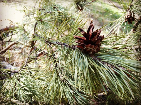 sfondi шишка, plant