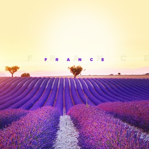 petal, lavender wallpapers