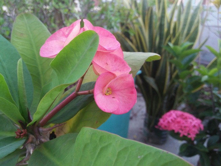 Colorful flowers!