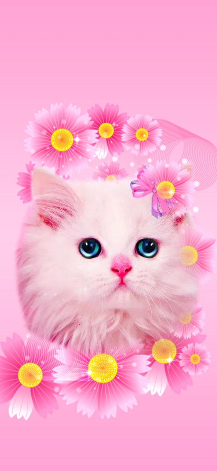 Cute Cat