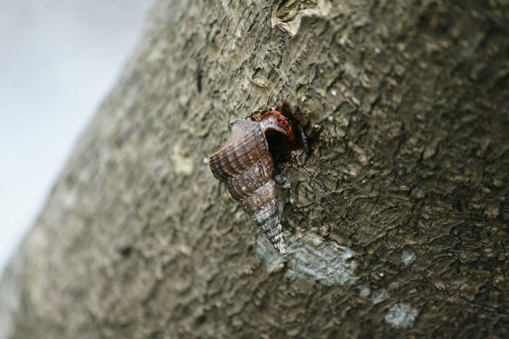 Shell