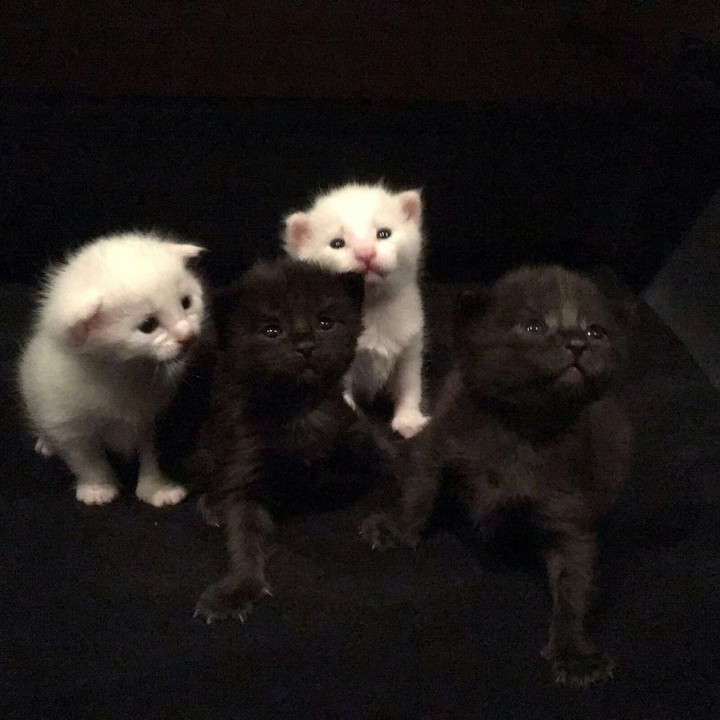 Katzen