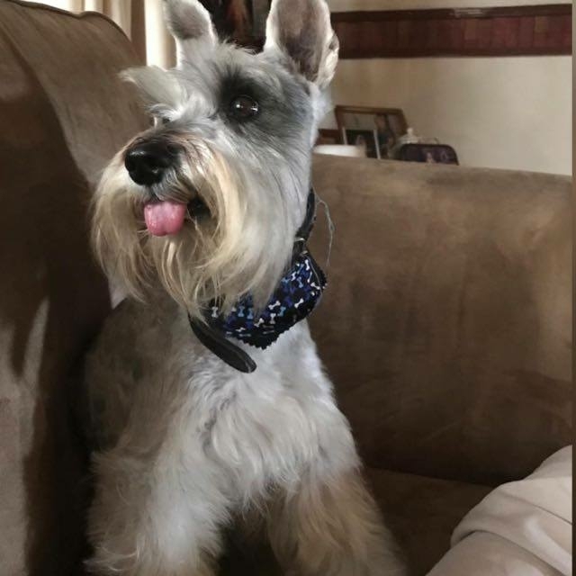 mi perro coco :3