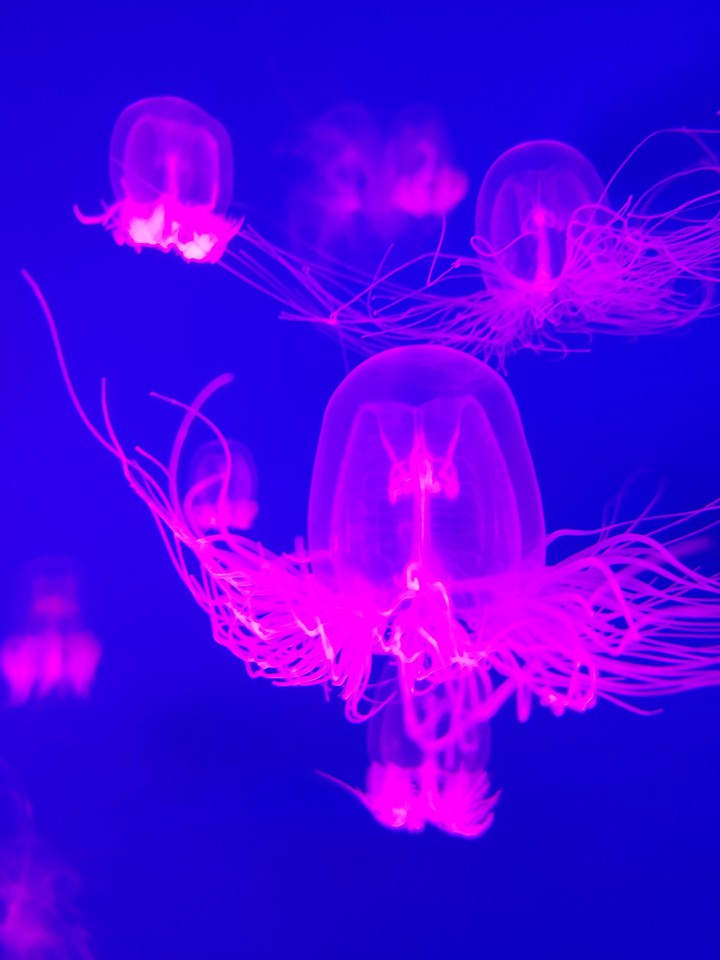 jellyfish