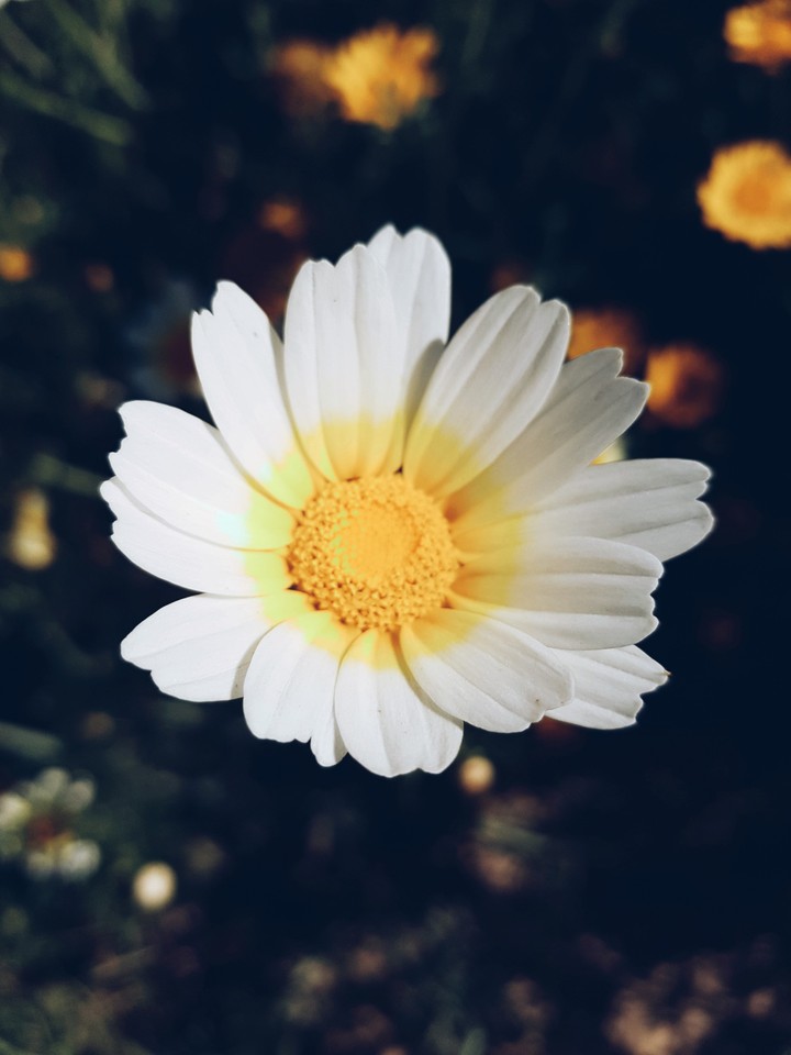 Flower Power