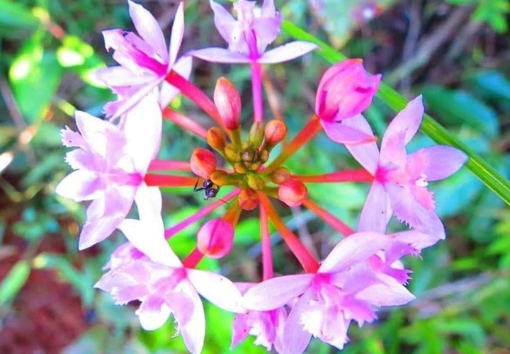 flor ???