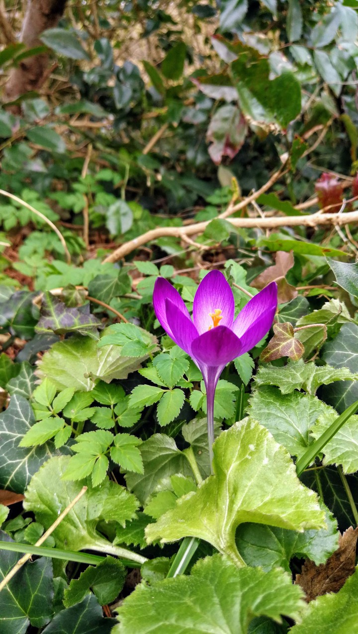 krokus, green, Frühling