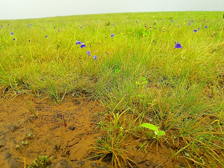 Way through wetland