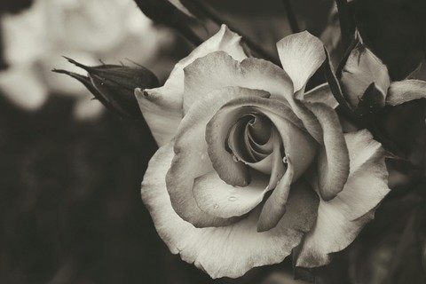 Black And White flower