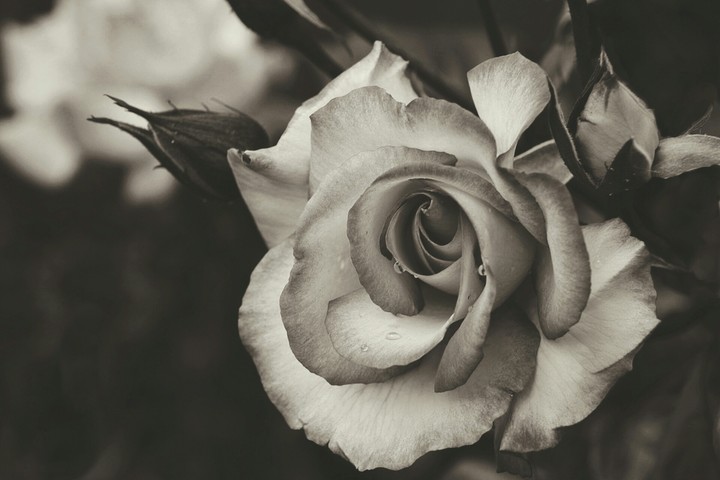 Black And White flower
