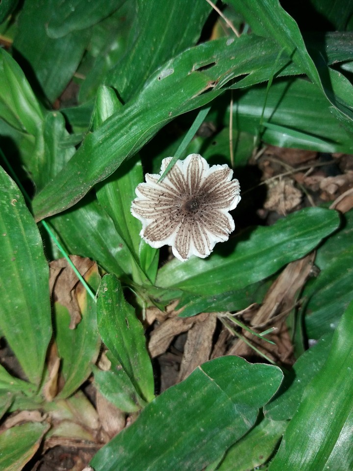 Mushroom
