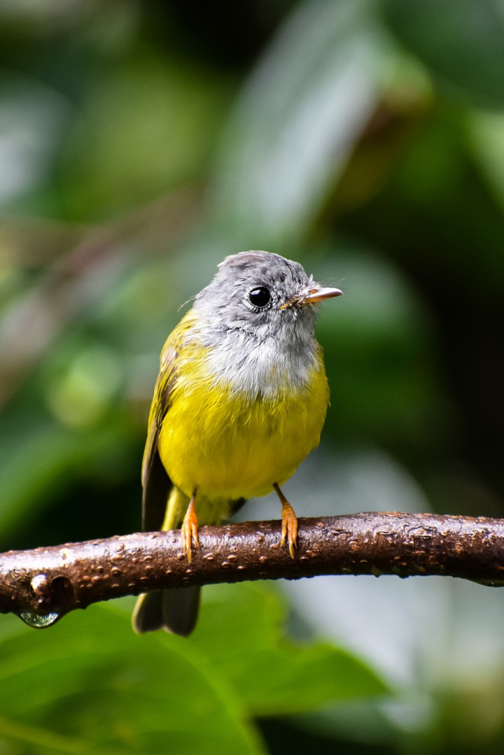 plum headed canery flycatcher