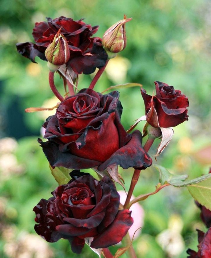 Roses