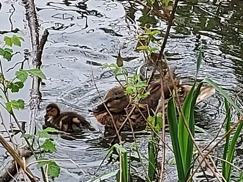 Ducks