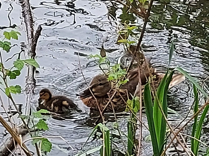 Ducks