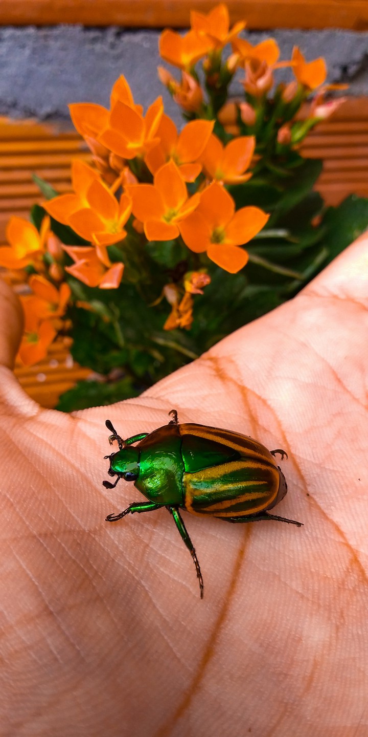 beetle