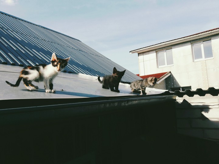 котики