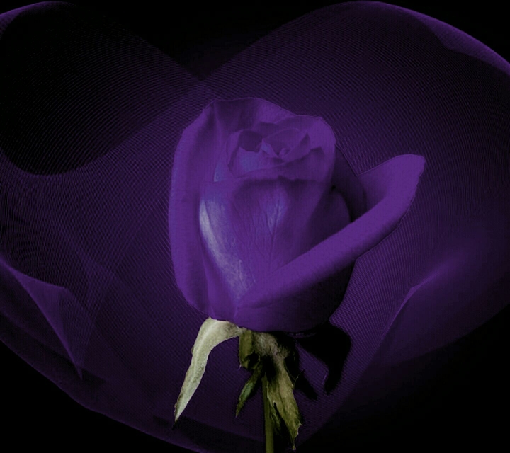 purple Rose