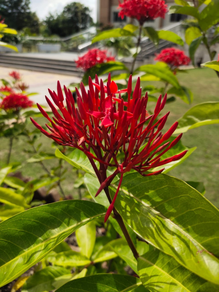 flowerz