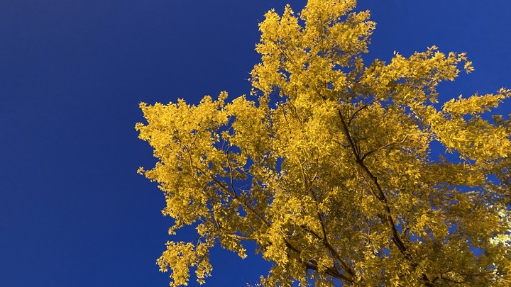 autumn