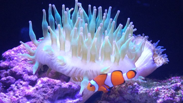 aquarium