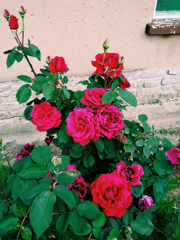 Rose