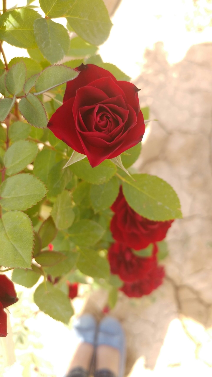 flowers