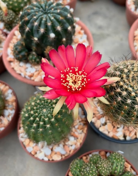 Flower, Petal, Pink