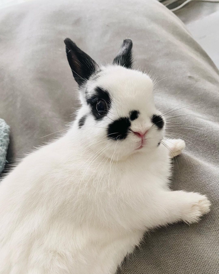 rabbit