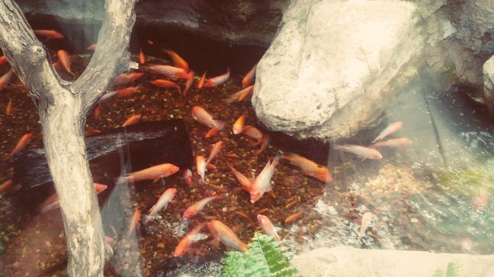 fishes