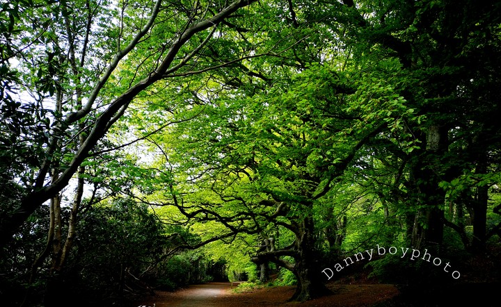 forest walk