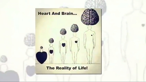 Human heart vs brain