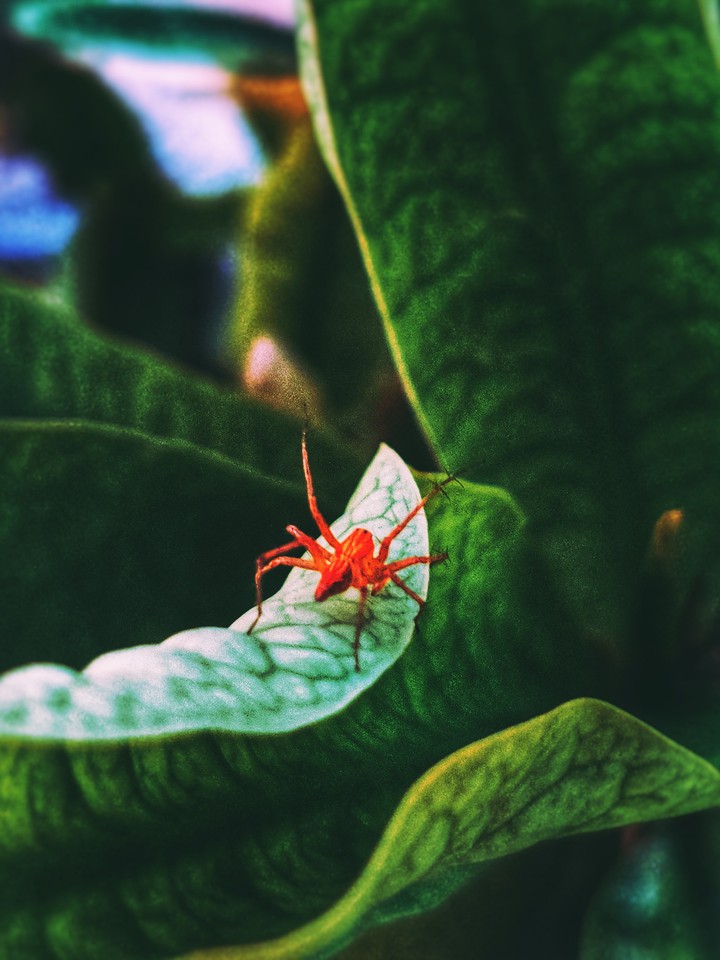 SPIDER