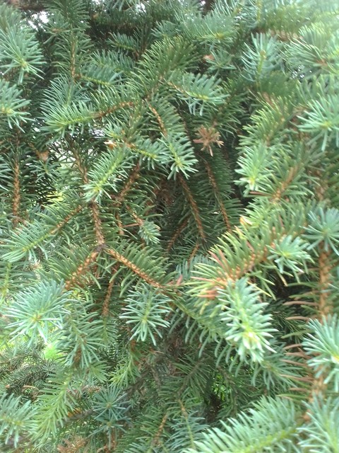 larch, branch háttérképek