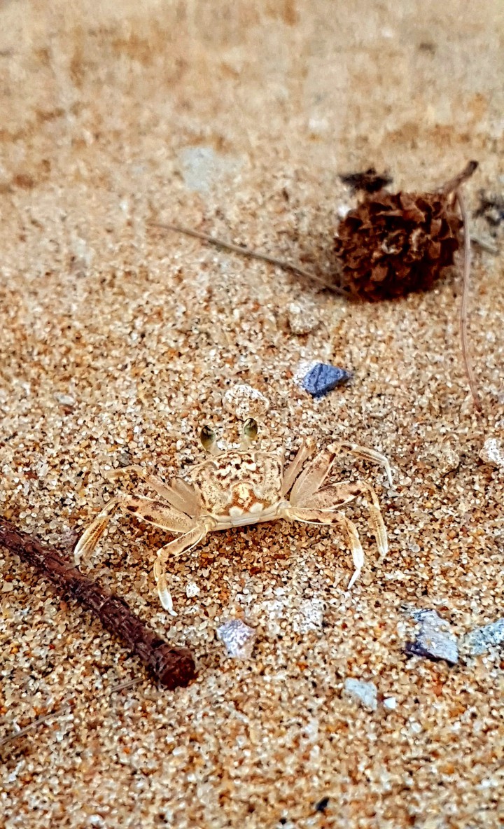 Ghost Crab