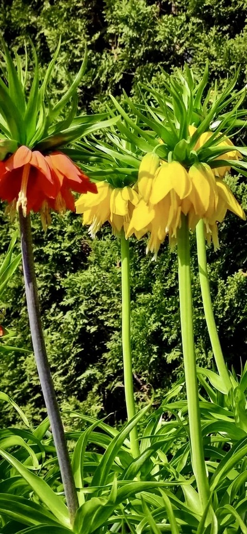 רקעים wildflower, flower