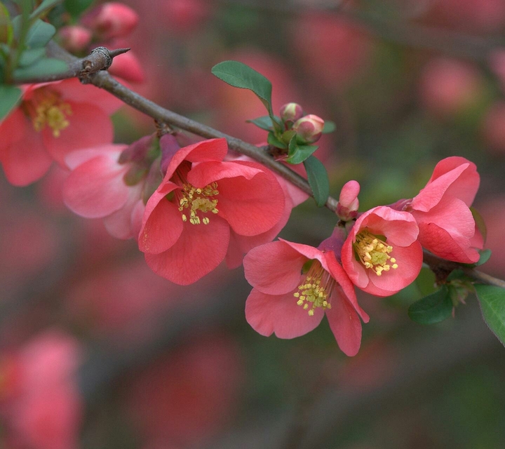 بهار