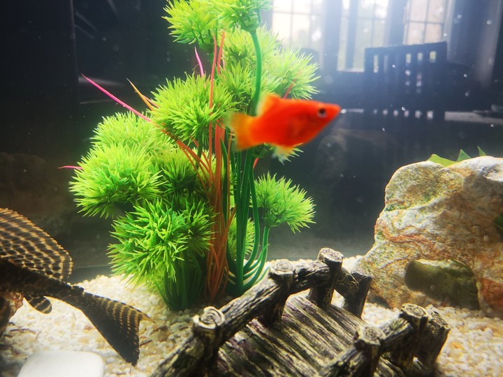 il mio acquario