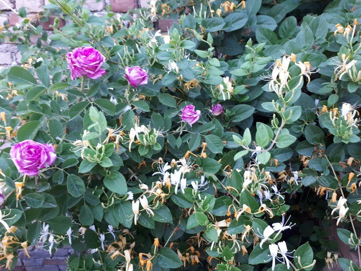 flowers