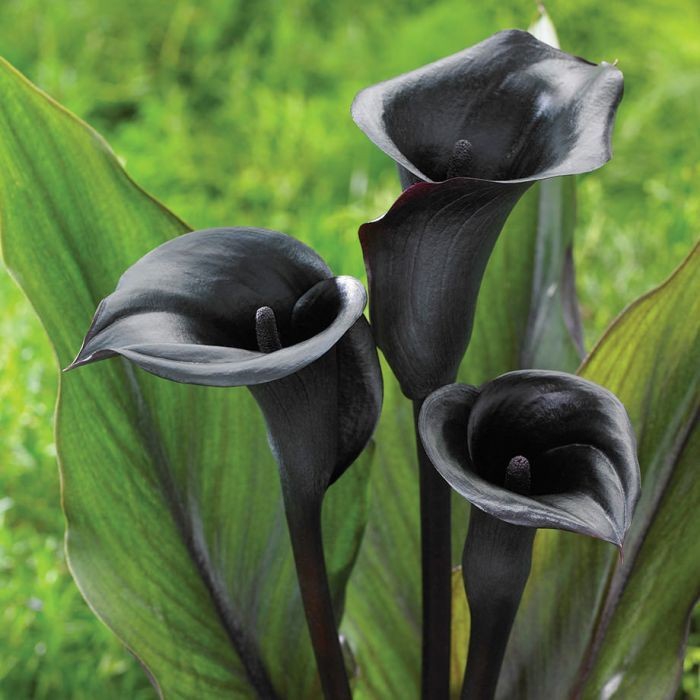 calla lilies